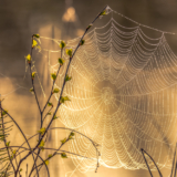 A,Spectacular,Sunrise,On,A,River,With,A,Spider,Web