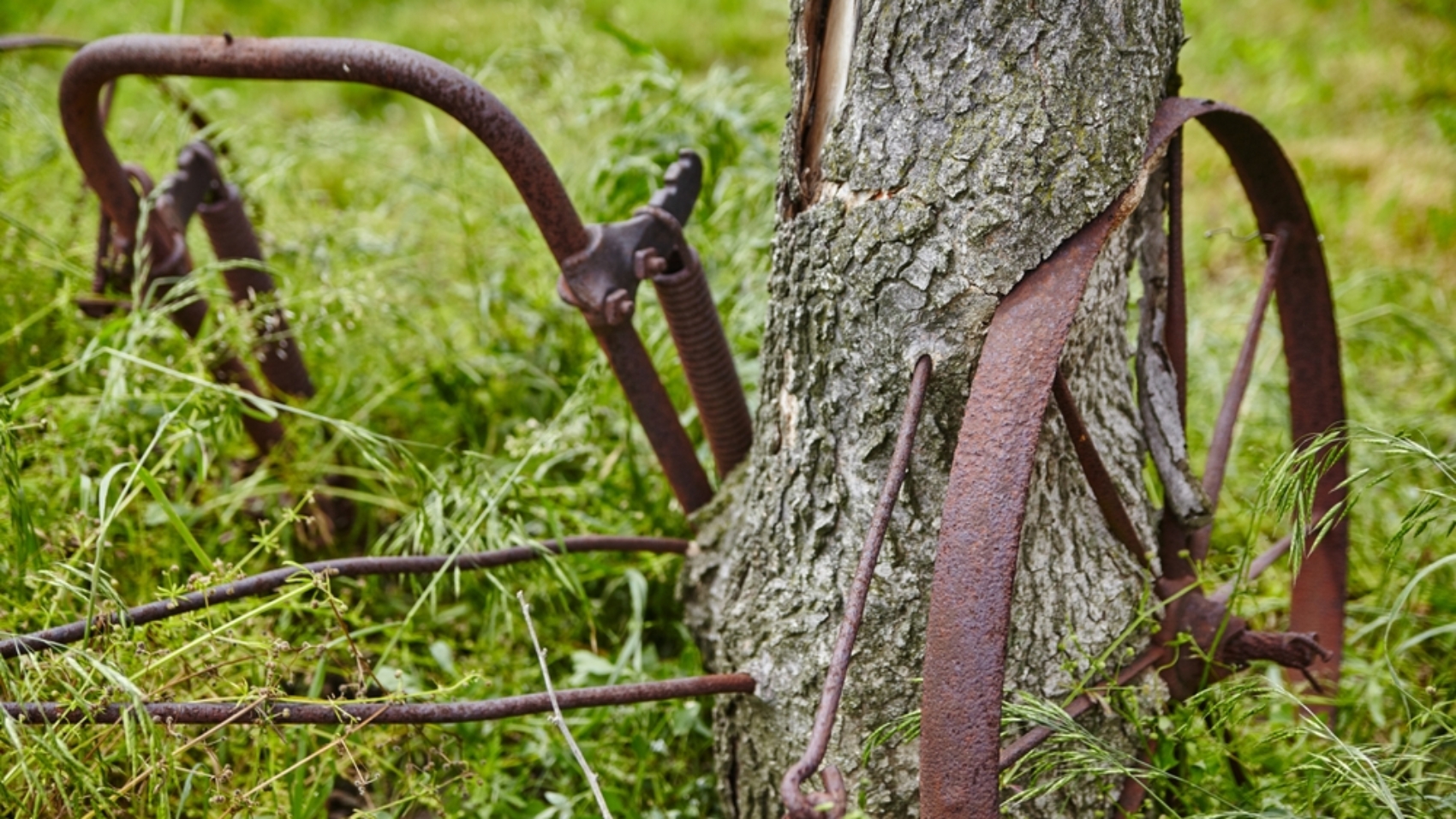 Rustic,Farm,Tool,Engulfed,By,Tree,In,Rural,Decay