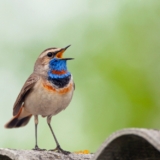 The,Bluethroat,Is,A,Small,Passerine,Bird,..birds,Of,Central