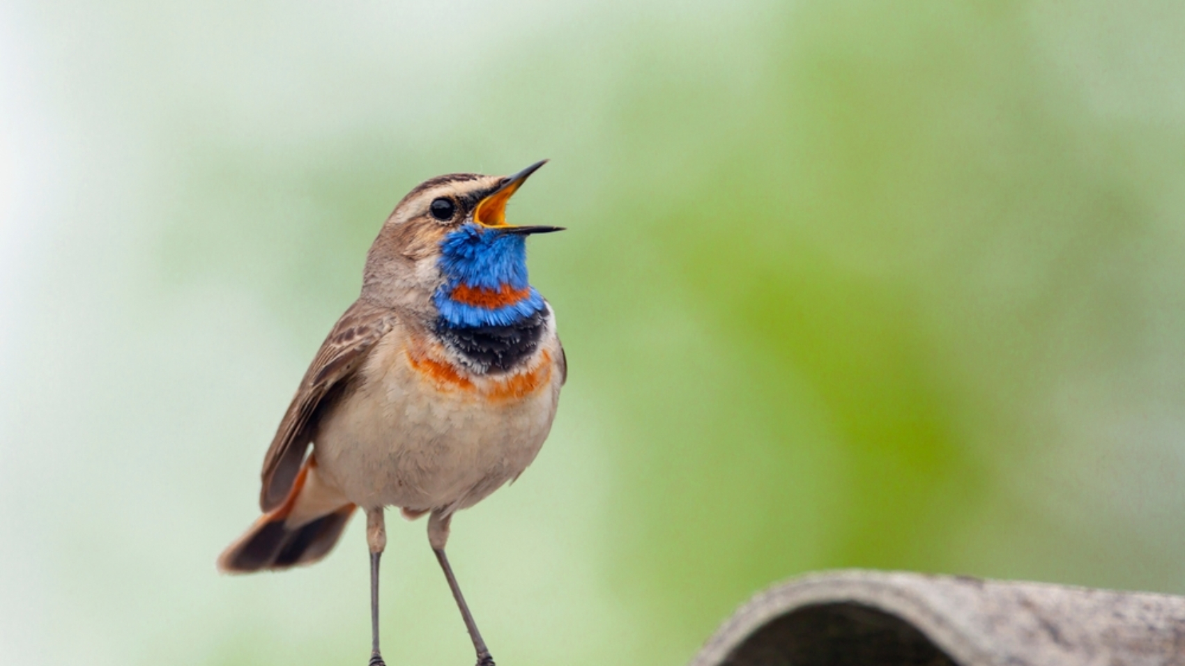 The,Bluethroat,Is,A,Small,Passerine,Bird,..birds,Of,Central